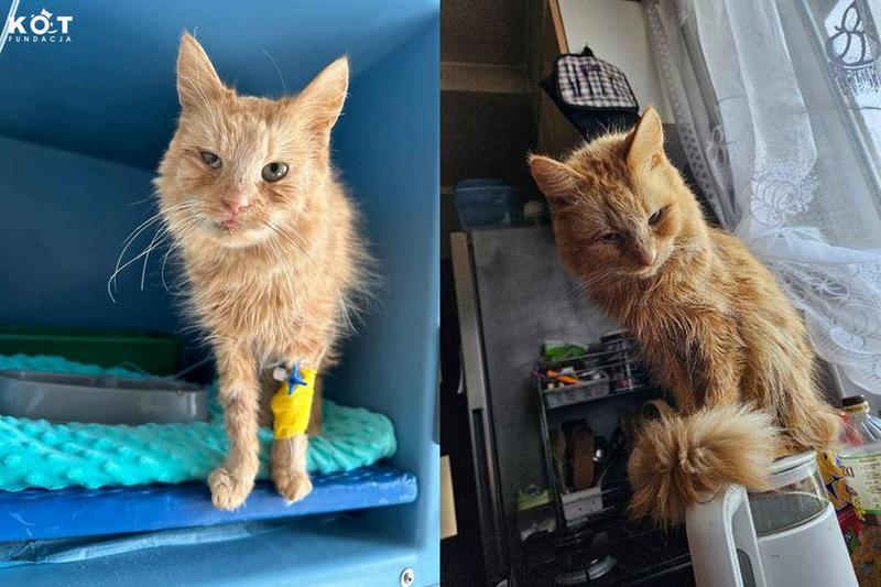 Bezpieczeństwo kotów