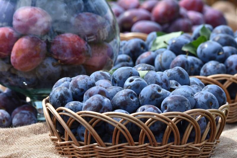 Bezpieczeństwo psów owoce