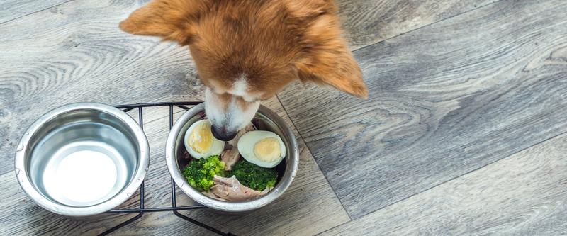 Bezpieczne porcje dla psów