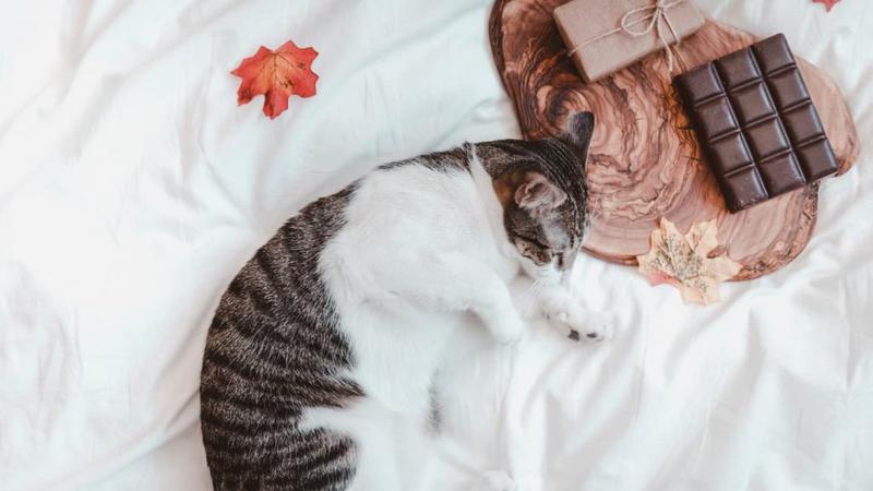Czekolada a zwierzęta