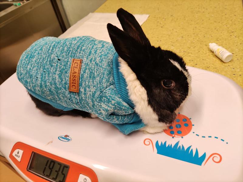 Dieta dla zdrowia królika