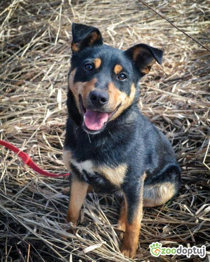 Groszek w diecie psa