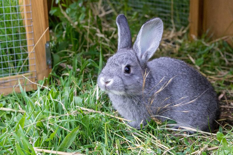 Naturalne metody odrobaczania
