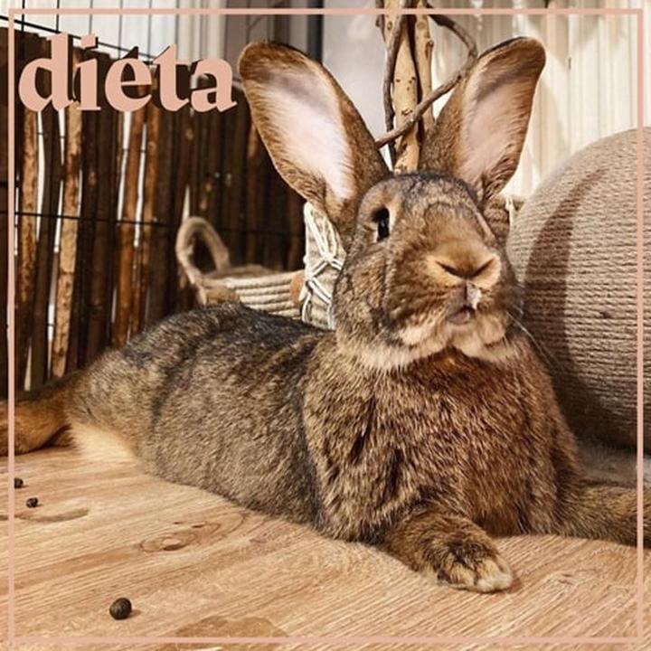 Objawy chorób u królików