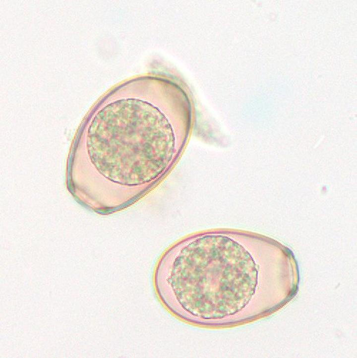 Objawy pasożytów u królików