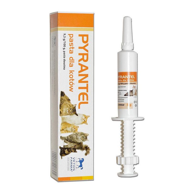 Objawy zarażenia pasożytami u kota