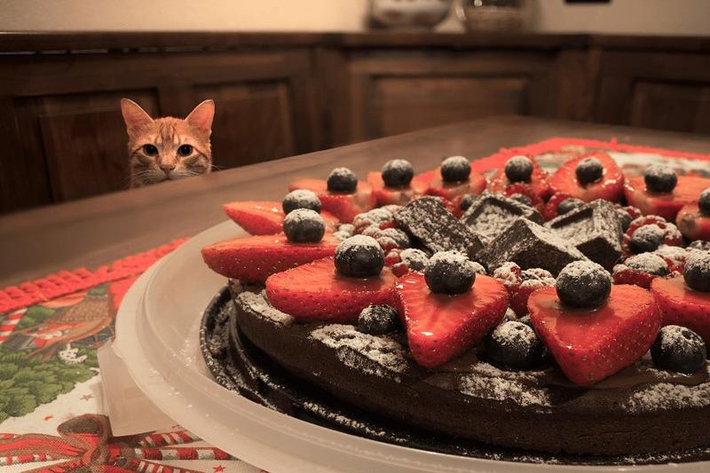 Objawy zatrucia kotów