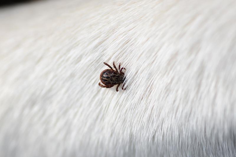 Ochrona kotów przed kleszczami