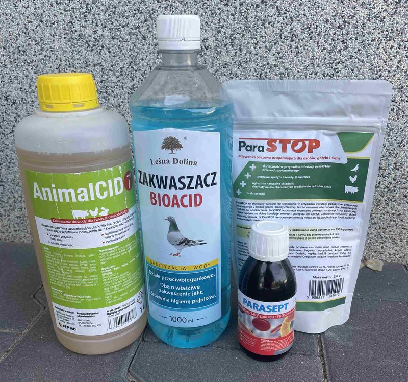 Odrobaczanie gołębi pocztowych