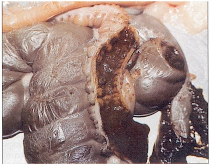 Odrobaczanie królików