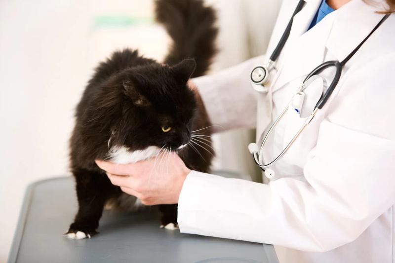 Przygotowanie do wizyty weterynaryjnej