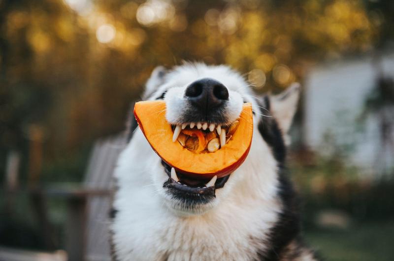 Przygotowanie dyni dla psa