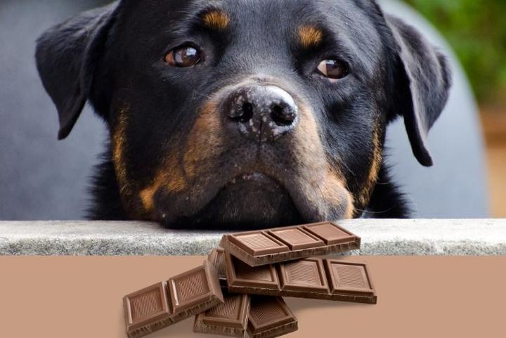 Toksyczność czekolady dla kotów