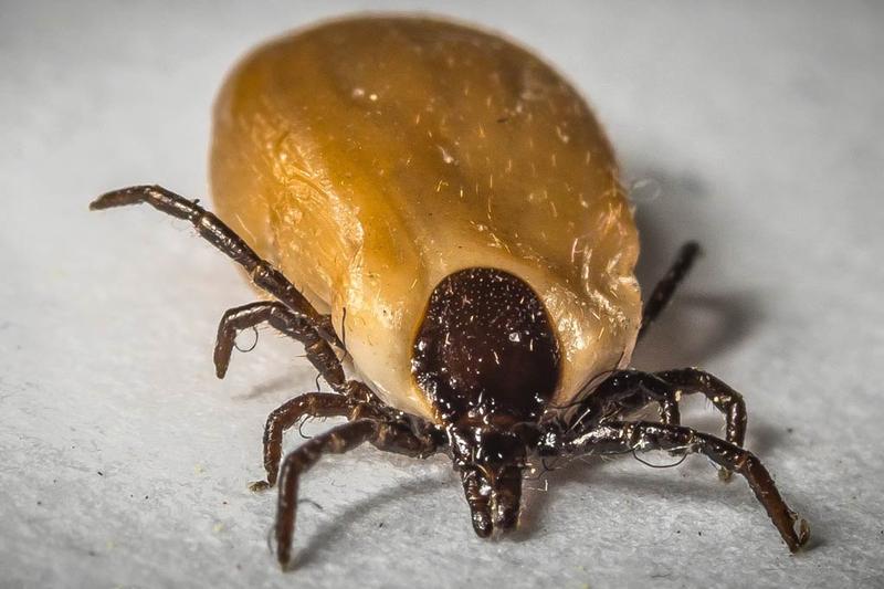 Toksyczność czosnku dla psów