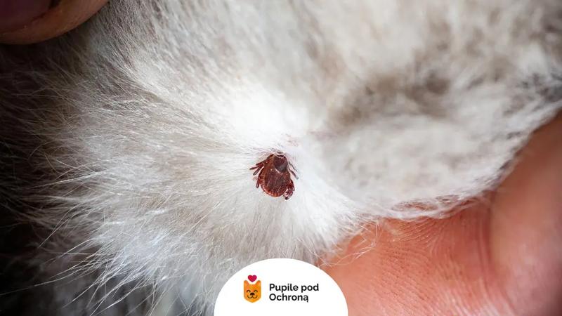 Usuwanie kleszczy u kotów