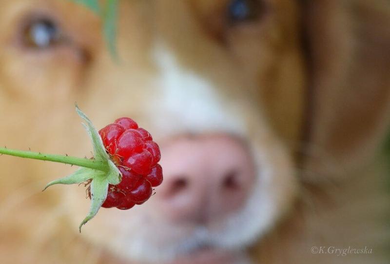 Wartości odżywcze malin