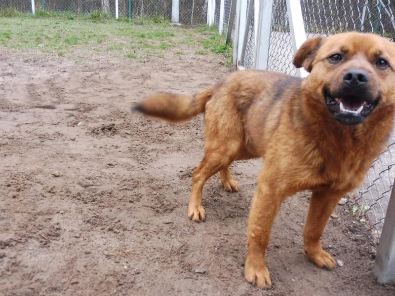 Zagrożenia cynamon dla psów