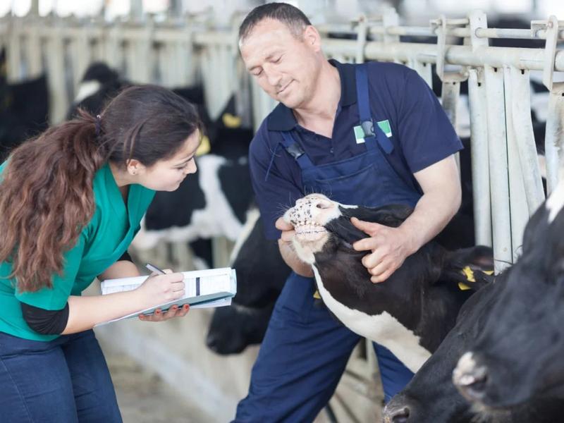 Zarobki weterynarzy w Polsce