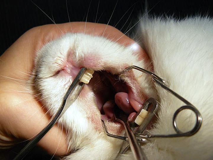 Zdrowie chomika domowe sposoby