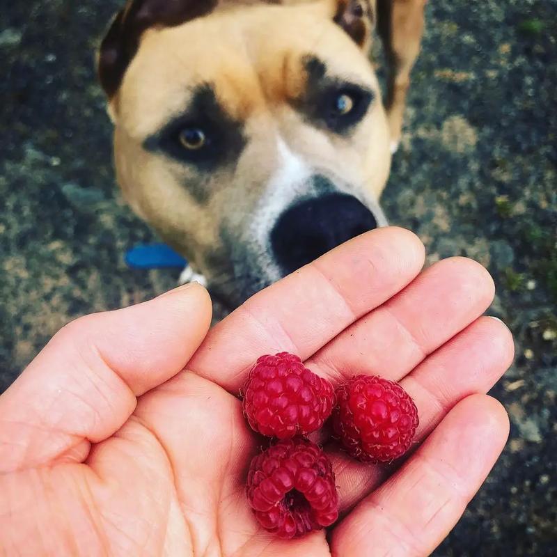 Zdrowotne korzyści malin