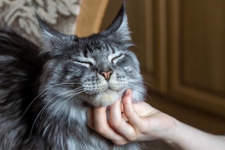 Znaczenie badań u weterynarza