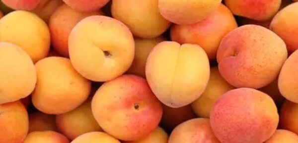 Bezpieczeństwo psów: czy morele są odpowiednie dla twojego pupila?