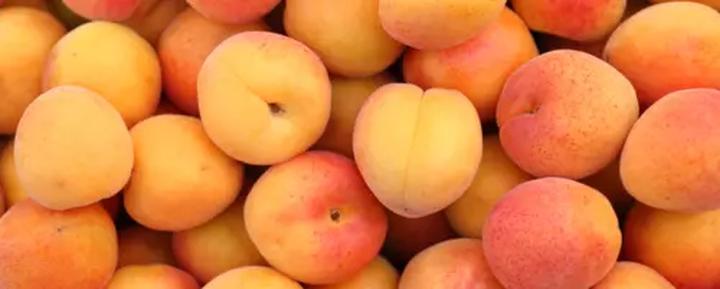 Bezpieczeństwo psów: czy morele są odpowiednie dla twojego pupila?