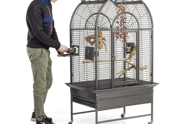 Bezpieczna klatka dla papug – poradnik zgodny z wymogami hodowców