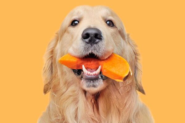 Dynia dla psa – sprawdź, jak prawidłowo ją podawać i co warto wiedzieć!