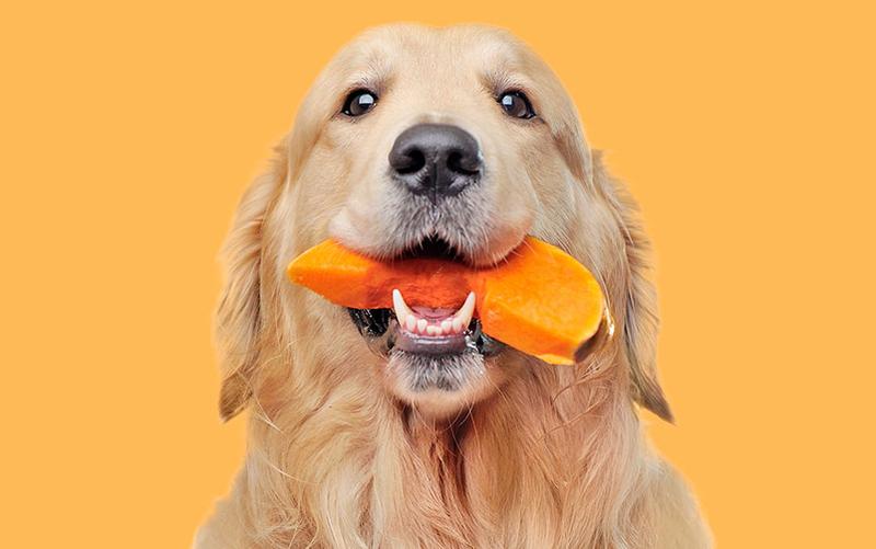 Dynia dla psa – sprawdź, jak prawidłowo ją podawać i co warto wiedzieć!