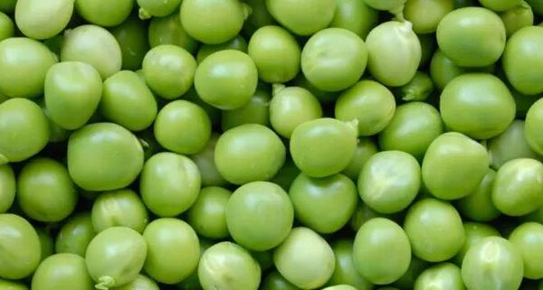 Groszek w diecie psa – odkryj korzyści i zagrożenia dla zdrowia pupila