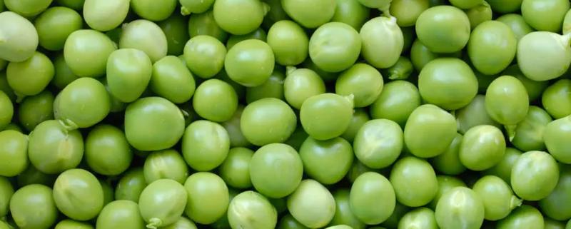 Groszek w diecie psa – odkryj korzyści i zagrożenia dla zdrowia pupila