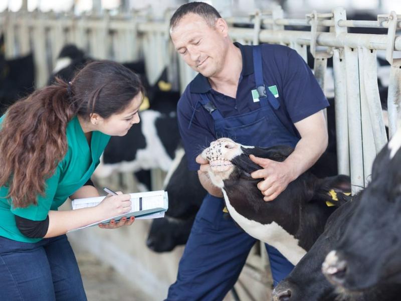 Ile zarabia weterynarz po studiach? Odkryj realne zarobki i perspektywy w zawodzie