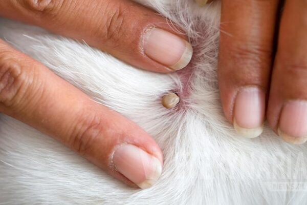 Jak skutecznie wyjąć kleszcza kotu i chronić go przed poważnymi konsekwencjami