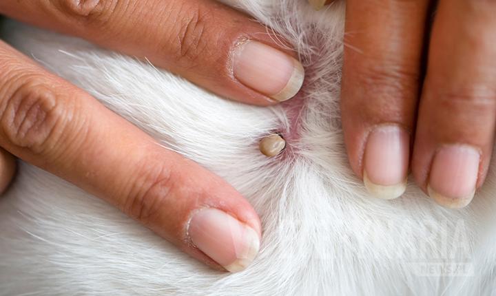 Jak skutecznie wyjąć kleszcza kotu i chronić go przed poważnymi konsekwencjami