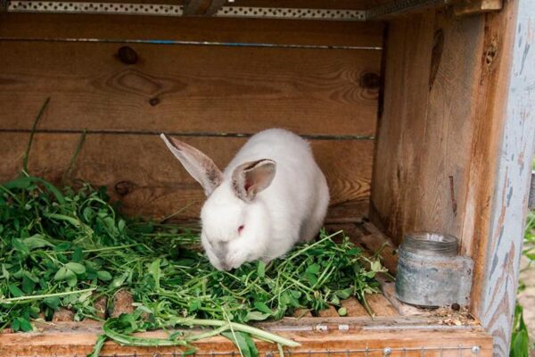 Jak zadbać o komforcie królika zimą – ocieplenie klatki krok po kroku