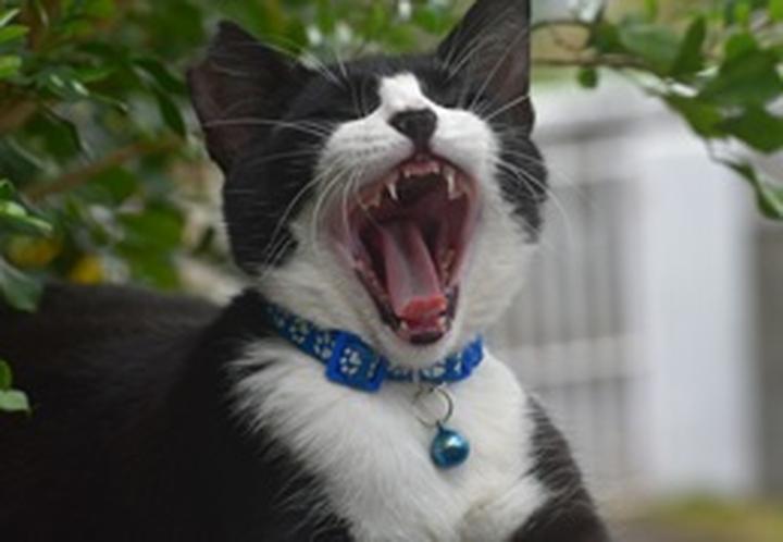 Jak zadbać o zdrowie kota: częstotliwość odrobaczania i istotne objawy do zauważenia