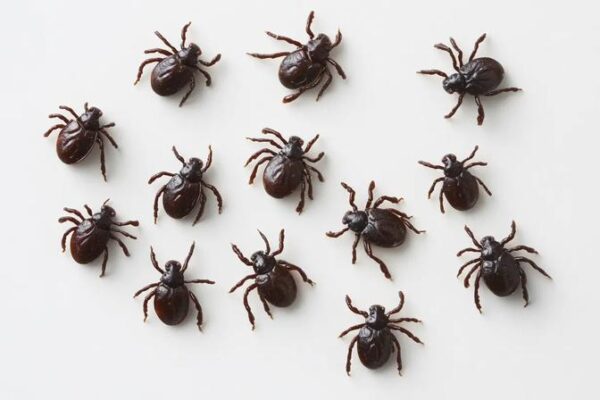 Jakie badania wykonać po ukąszeniu kleszcza, by chronić się przed groźnymi chorobami?