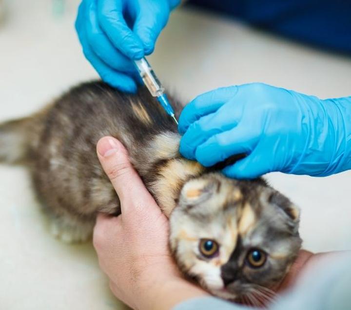 Kiedy warto umówić się na pierwszą wizytę u weterynarza z kotem? Kluczowe wskazówki dla opiekunów