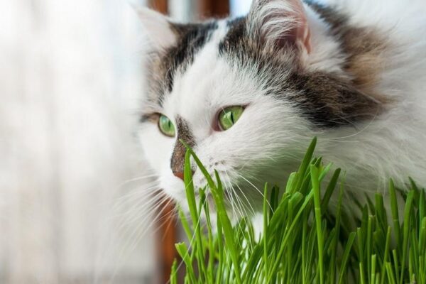 Koty i owies – odkryj korzyści oraz zasady bezpiecznego podawania tego ziarna