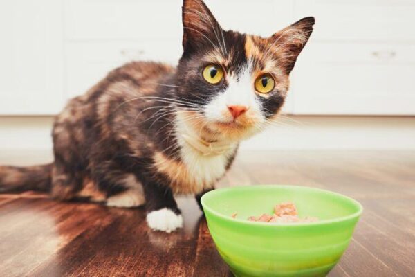 Surowy kurczak dla kota: kluczowe zasady bezpiecznego karmienia twojego pupila