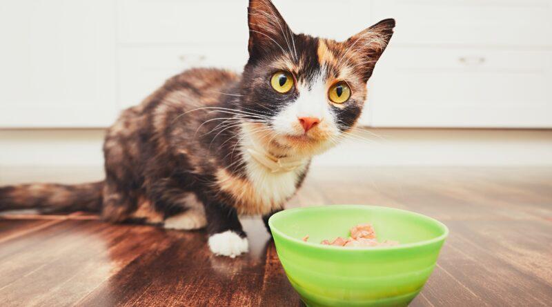 Surowy kurczak dla kota: kluczowe zasady bezpiecznego karmienia twojego pupila