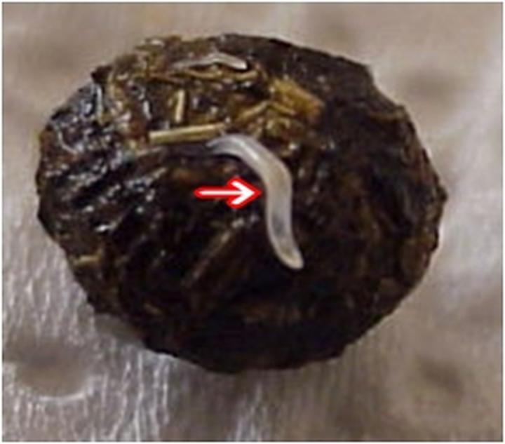 Zauważając Objawy Pasożytów U Królików, Nie Ignoruj Konieczności Odrobaczania