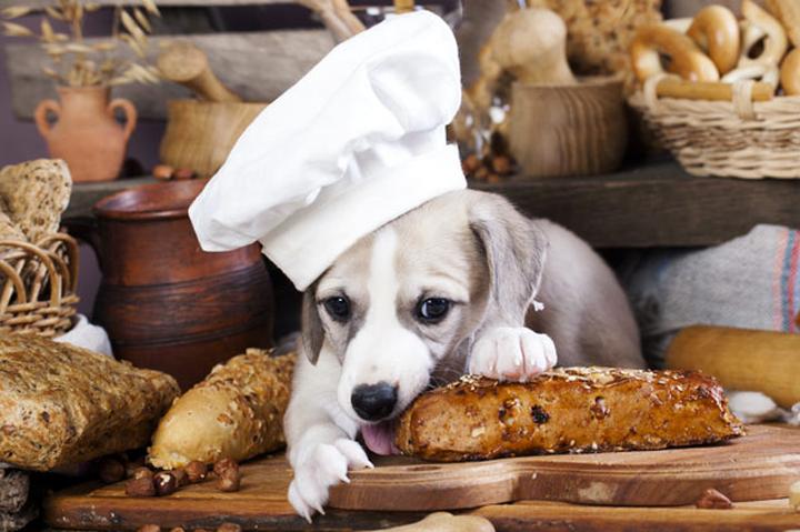 Bezpieczeństwo diety psa