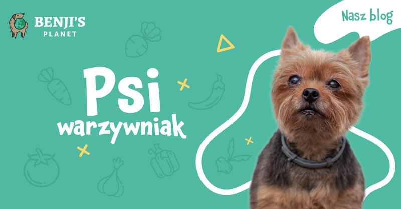 Bezpieczne owoce dla psa