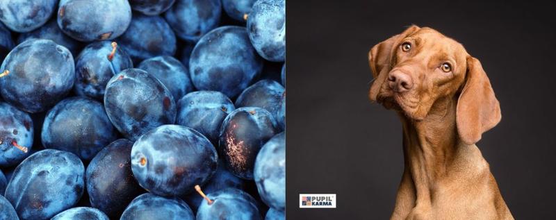 Czy psy mogą jeść śliwki