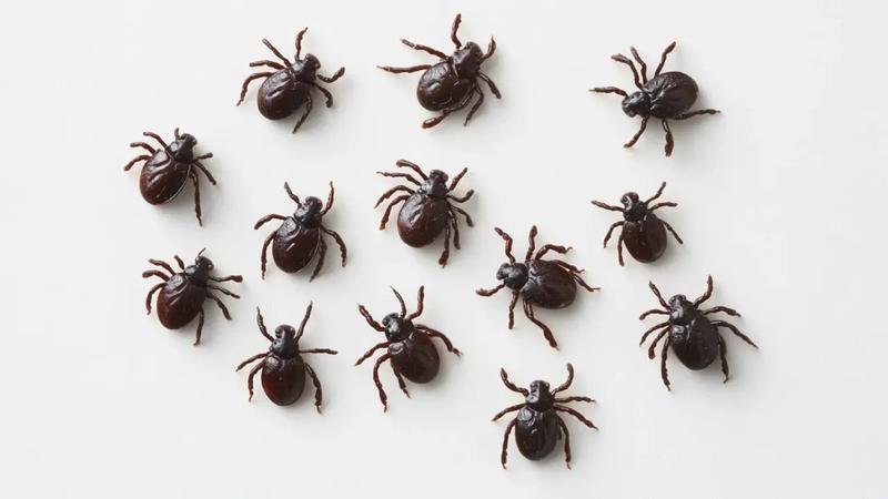 Domowe metody na kleszcze