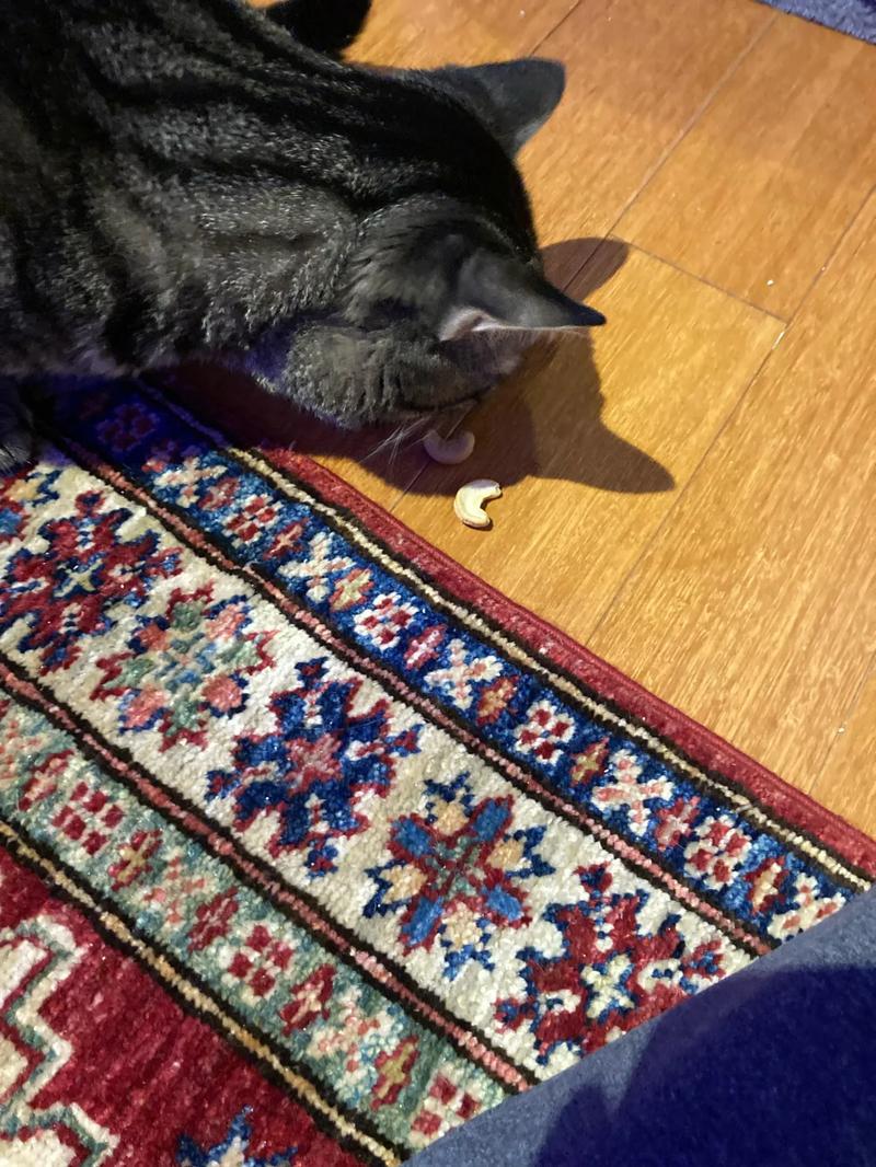 Korzyści i ryzyko orzechów nerkowca u kotów