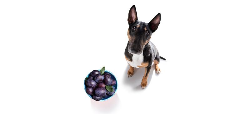 Korzyści owoców w diecie psa