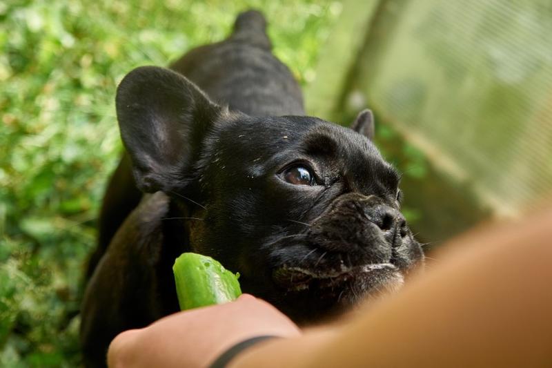 Ogórki w diecie psa
